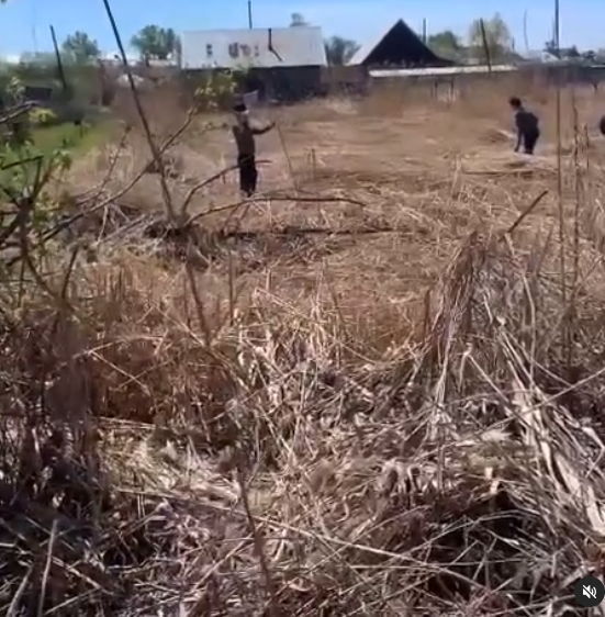 В рамках недели «Мөлдір бұлақ» в Семее проводится покос камыша
